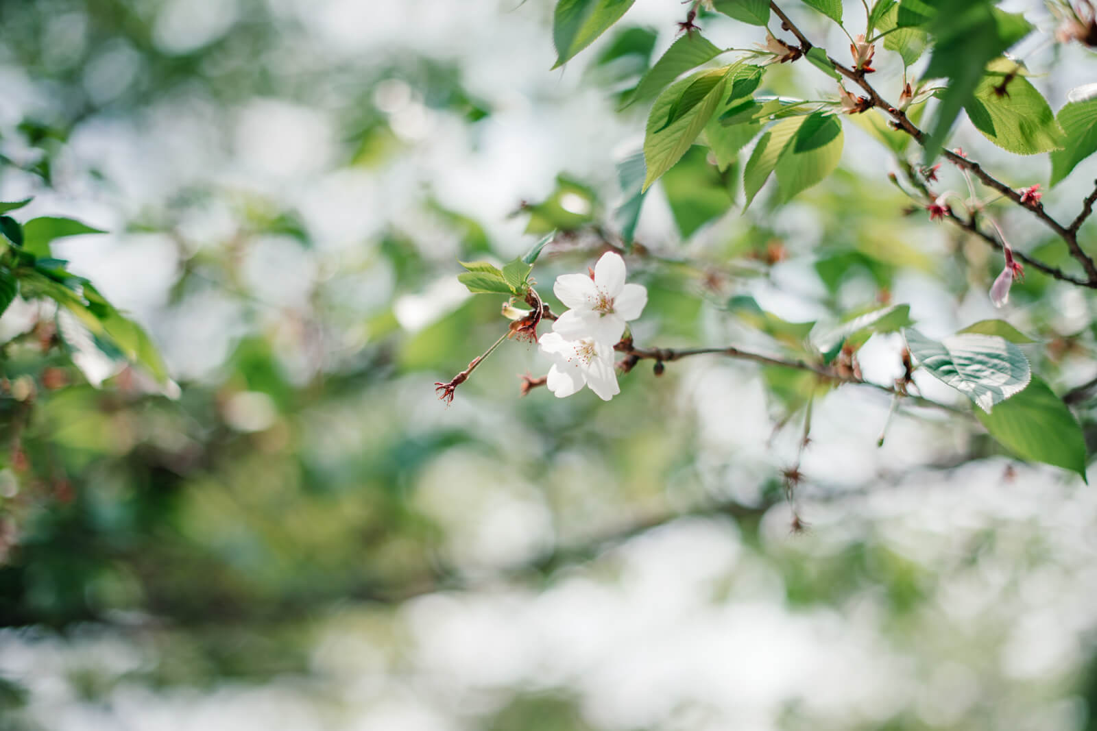 高麗神社 参道でみつけた桜の花