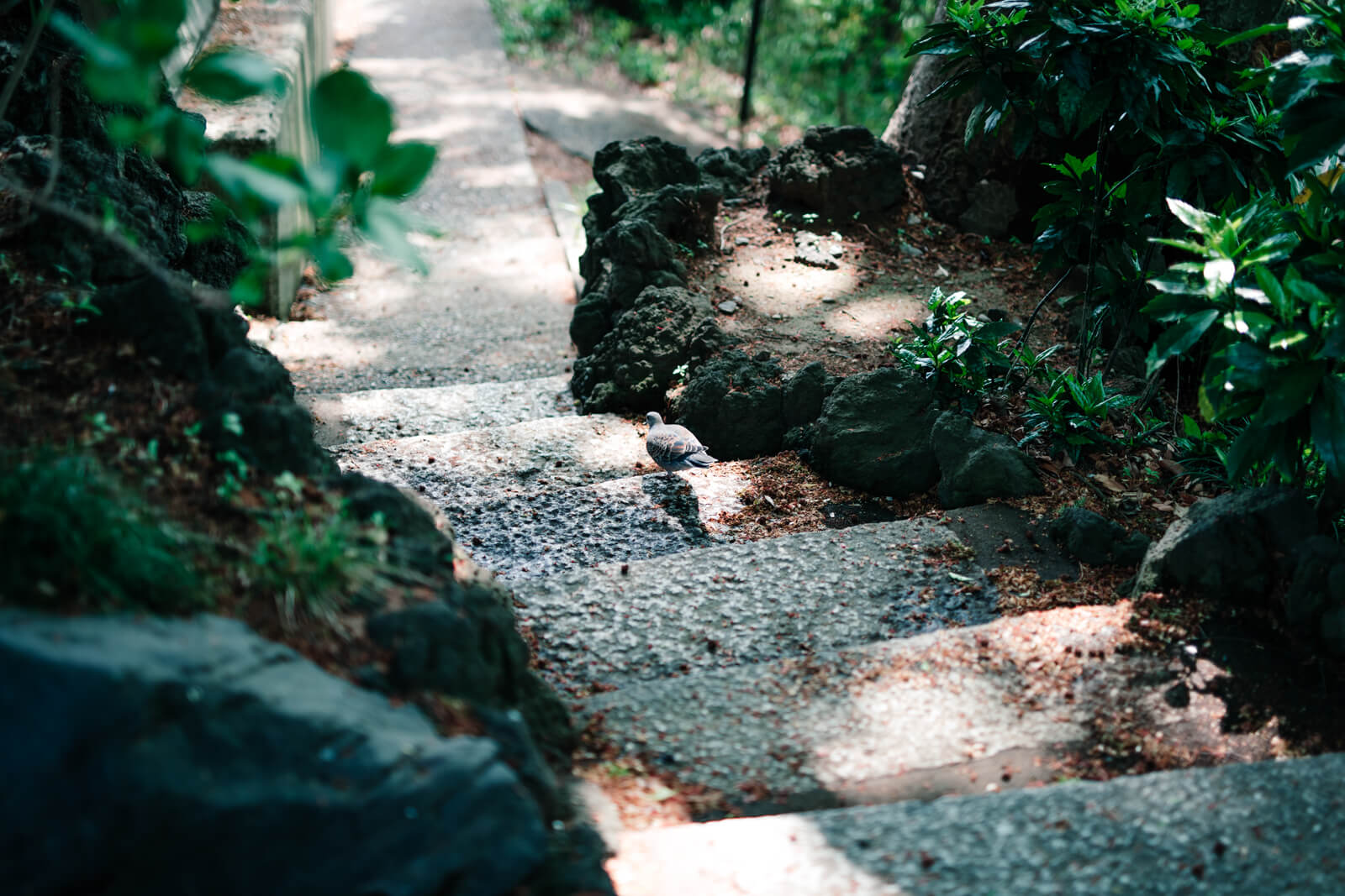 狭山八幡神社 境内 鳩 階段