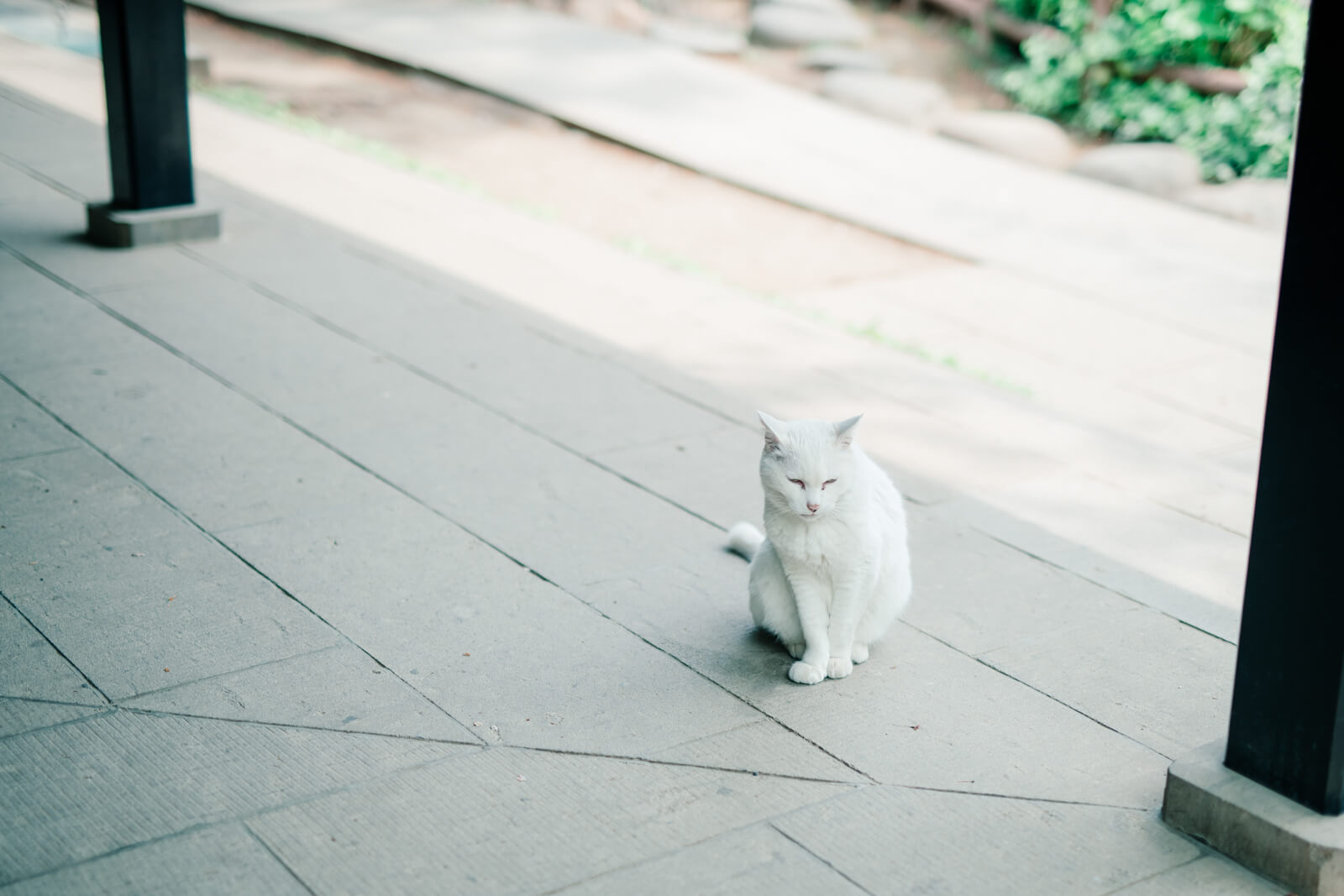 愛宕神社に住んでいる白猫