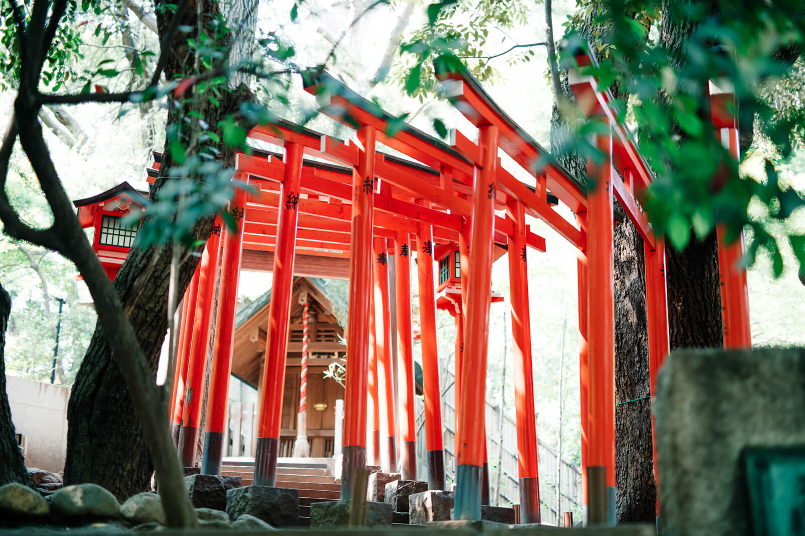 乃木神社　赤い鳥居